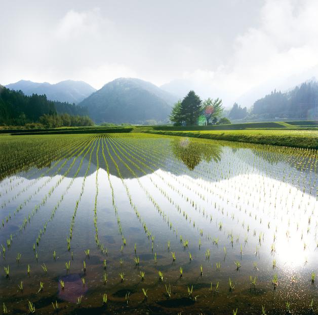 令和7年産 コシヒカリ 5 kg 鹿野高原米 精米