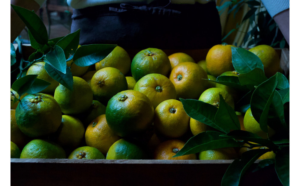山口県の離島・大津島の豊かな恵みを祝う「SUDOMI」のセット2
