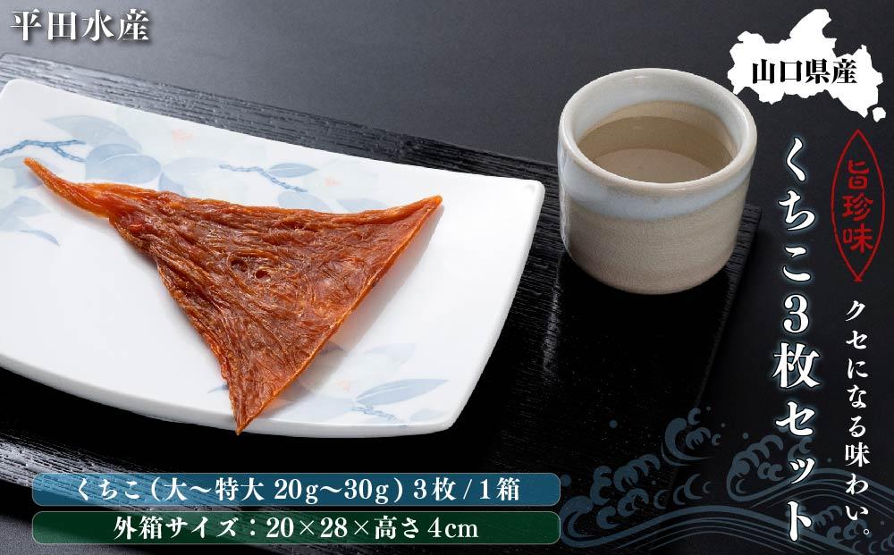 【年内発送】山口県産くちこ3枚セット