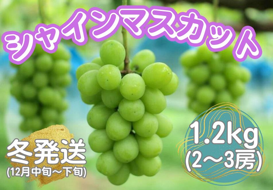 山口県産　冬のシャインマスカット1.2Kg（2～3房）