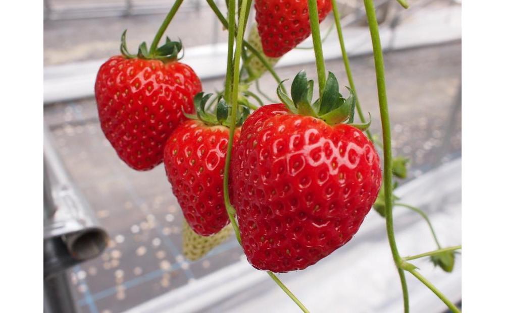 【先行予約12月下旬以降発送】極甘イチゴ よつぼし ２段箱(約800ｇ～900ｇ） 大粒完熟つみとり