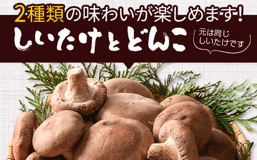 天然水仕込み生しいたけ 2種混合 約1kg 農家直送 生しいたけ 椎茸 どんこ 混合 ミックス ご当地 グルメ 食品 F6L-1072