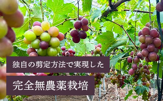「冷凍ぶどう」200g×3パック（600g） フルーツ ぶどう 葡萄 ブドウ 山口県 山陽小野田市 ふるさと納税 F6L-1074