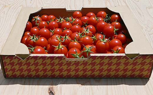 大容量 ごろうのはたけ ミニトマト 2.5kg 高糖度 濃厚 トマト サラダ 山陽小野田 F6L-1318