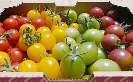 大容量 ごろうのはたけ カラフルミニトマト 1.2kg 高糖度 濃厚 トマト サラダ 山陽小野田 F6L-1319