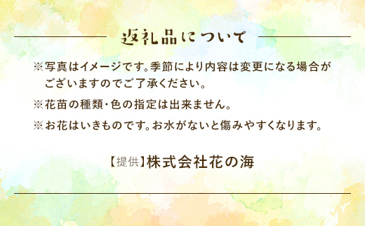 生産農場直送！季節の花苗セット 10～15ポット 花苗 苗 セット 寄せ植え 花壇 ガーデニング F6L-415 10～15ポット