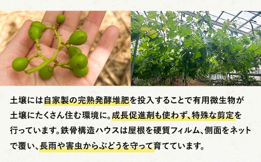 「冷凍ぶどう」200g×3パック（600g） フルーツ ぶどう 葡萄 ブドウ 山口県 山陽小野田市 ふるさと納税 F6L-1074