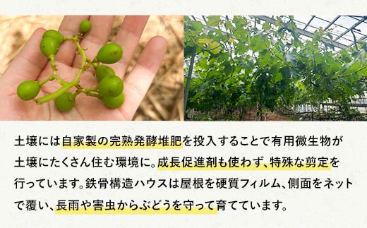 【農薬・化学肥料不使用】ぶどうの粒 9粒（直径25mm以下）フルーツ ぶどう 葡萄 ブドウ ピオーネ 有機 無農薬 山口県 山陽小野田市 ふるさと納税 F6L-1079 ぶどうの粒 9粒（直径25mm以下）