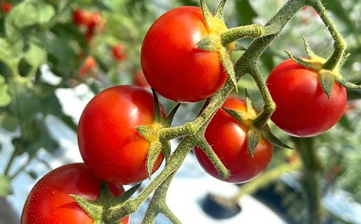 大容量 ごろうのはたけ ミニトマト 2.5kg 高糖度 濃厚 トマト サラダ 山陽小野田 F6L-1318