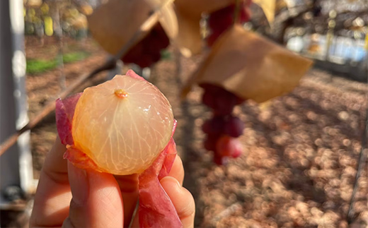 【農薬・化学肥料不使用】高級ぶどう 1房（600-700g） フルーツ ぶどう 葡萄 ブドウ ピオーネ 有機 無農薬 山口県 山陽小野田市 ふるさと納税 F6L-920 高級ぶどう 1房（600-700g）