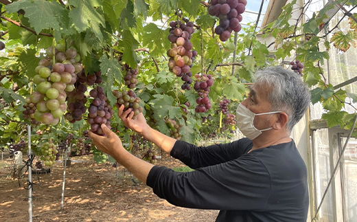 【農薬・化学肥料不使用】高級ぶどう 1房（600-700g） フルーツ ぶどう 葡萄 ブドウ ピオーネ 有機 無農薬 山口県 山陽小野田市 ふるさと納税 F6L-920 高級ぶどう 1房（600-700g）