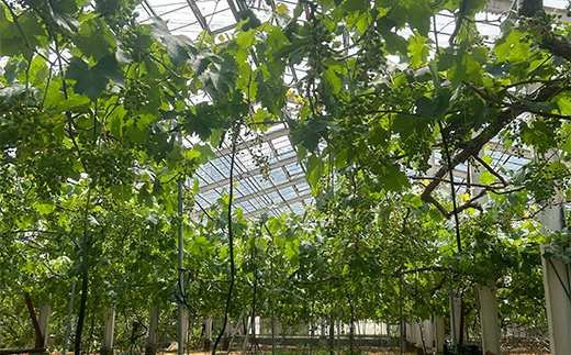 【農薬・化学肥料不使用】高級ぶどう 1房（600-700g） フルーツ ぶどう 葡萄 ブドウ ピオーネ 有機 無農薬 山口県 山陽小野田市 ふるさと納税 F6L-920 高級ぶどう 1房（600-700g）