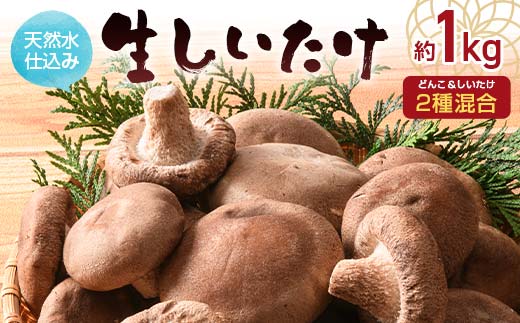 天然水仕込み生しいたけ 2種混合 約1kg 農家直送 生しいたけ 椎茸 どんこ 混合 ミックス ご当地 グルメ 食品 F6L-1072