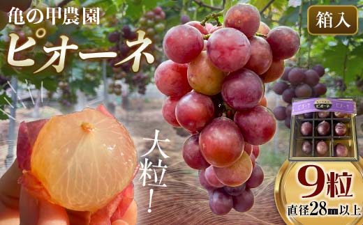 【農薬・化学肥料不使用】ぶどうの粒 9粒（直径28mm以上） フルーツ ぶどう 葡萄 ブドウ ピオーネ 有機 無農薬 山口県 山陽小野田市 ふるさと納税 F6L-1078 ぶどうの粒 9粒（直径28mm以上）