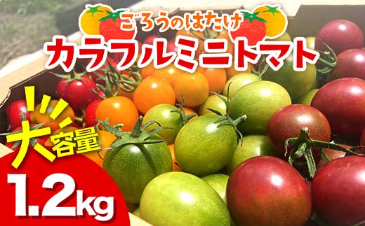 大容量 ごろうのはたけ カラフルミニトマト 1.2kg 高糖度 濃厚 トマト サラダ 山陽小野田 F6L-1319