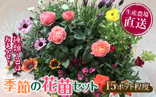生産農場直送！季節の花苗セット 10～15ポット 花苗 苗 セット 寄せ植え 花壇 ガーデニング F6L-415 10～15ポット