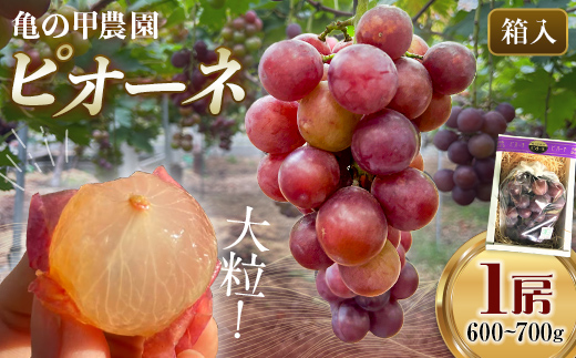 【農薬・化学肥料不使用】高級ぶどう 1房（600-700g） フルーツ ぶどう 葡萄 ブドウ ピオーネ 有機 無農薬 山口県 山陽小野田市 ふるさと納税 F6L-920 高級ぶどう 1房（600-700g）