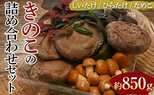 【先行予約】きのこの詰め合わせセット（約850g） 農家直送 しいたけ ひらたけ なめこ ご当地 グルメ 食品  F6L-1138
