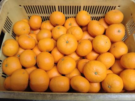 【周防大島産】せとみ（晩柑類）　5kg