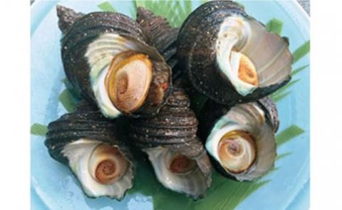 周防大島産のべっぴんさざえ【天然活・刺身用大サイズ】15個