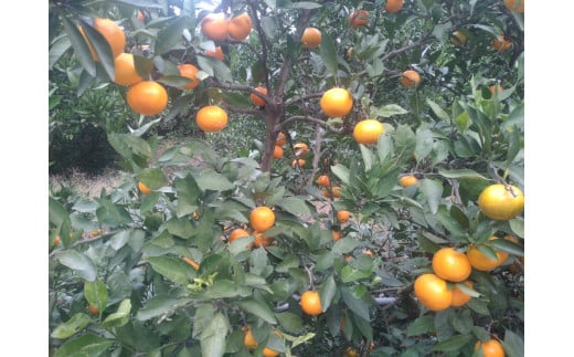 【周防大島産】石地みかん（中生種）10kg