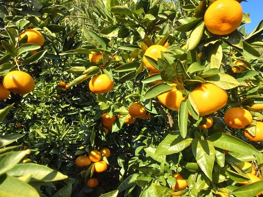 【周防大島産】大津４号（高糖系） 10kg