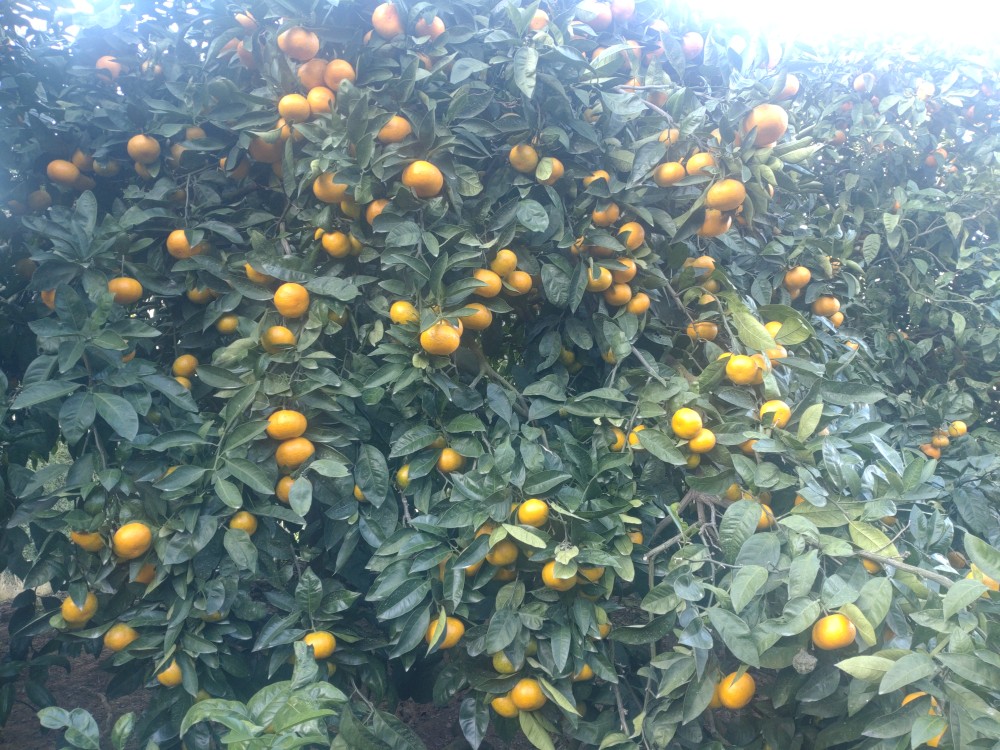 【周防大島産】温州みかん（南柑４号） 10kg