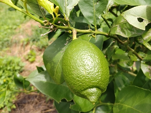 農薬不使用レモン