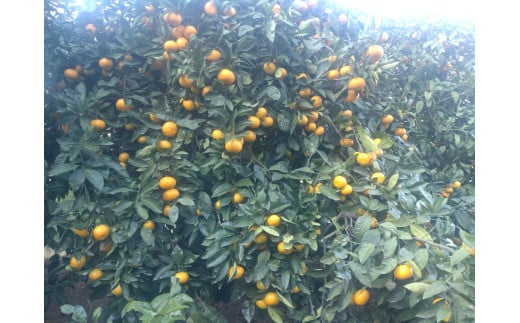 【周防大島産】温州みかん（南柑４号） 5kg