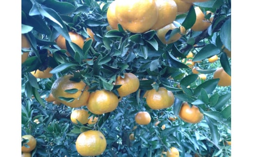 【周防大島産】太田ポンカン（晩柑類） 5kg