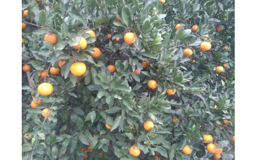 【周防大島産】石地みかん（中生種）10kg
