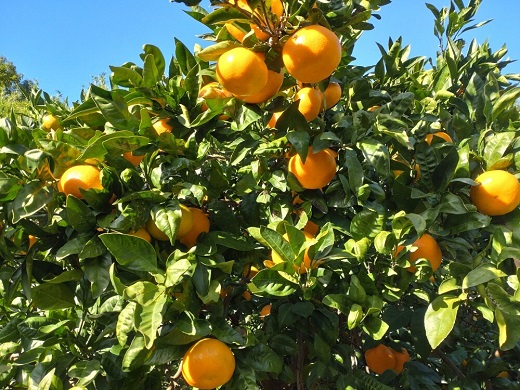 【周防大島産】大津４号（高糖系） 10kg