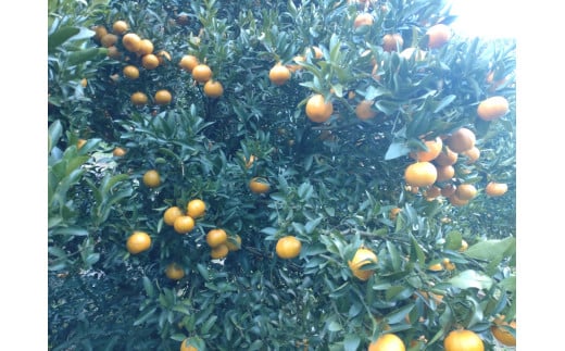 【周防大島産】太田ポンカン（晩柑類）　10kg