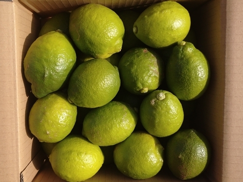 農薬不使用レモン