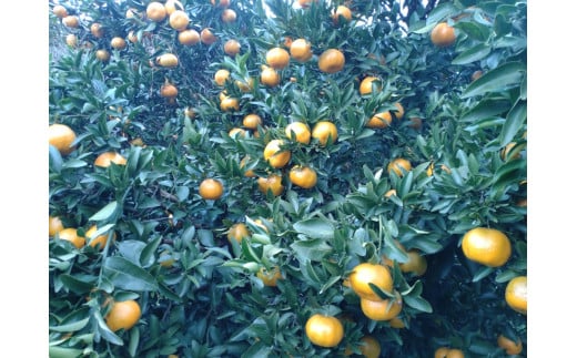 【周防大島産】太田ポンカン（晩柑類） 5kg