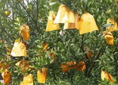 【周防大島産】せとみ（晩柑類）　5kg