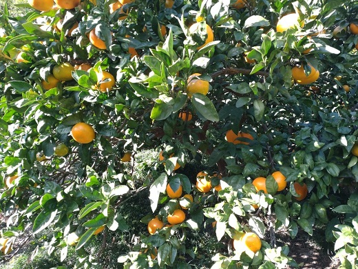 【周防大島産】大津４号（高糖系） 10kg