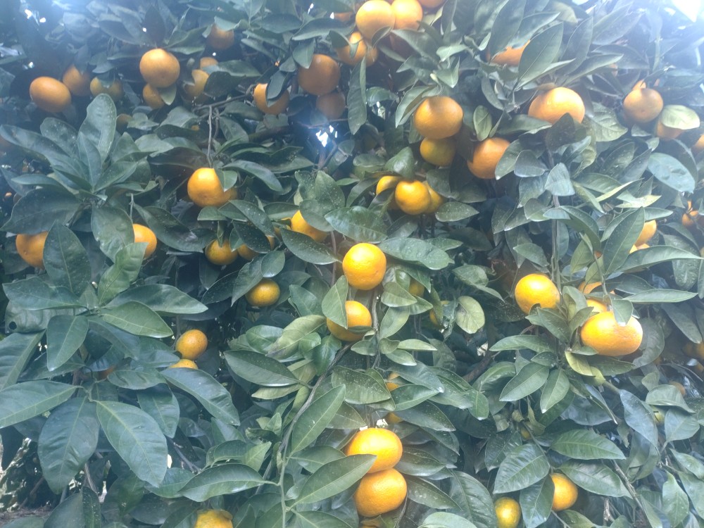 【周防大島産】温州みかん（南柑４号） 10kg