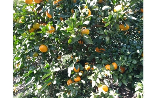 【周防大島産】大津４号（高糖系） 5kg