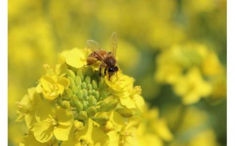 瀬戸内のハワイ　周防大島２種はちみつ贅沢セット