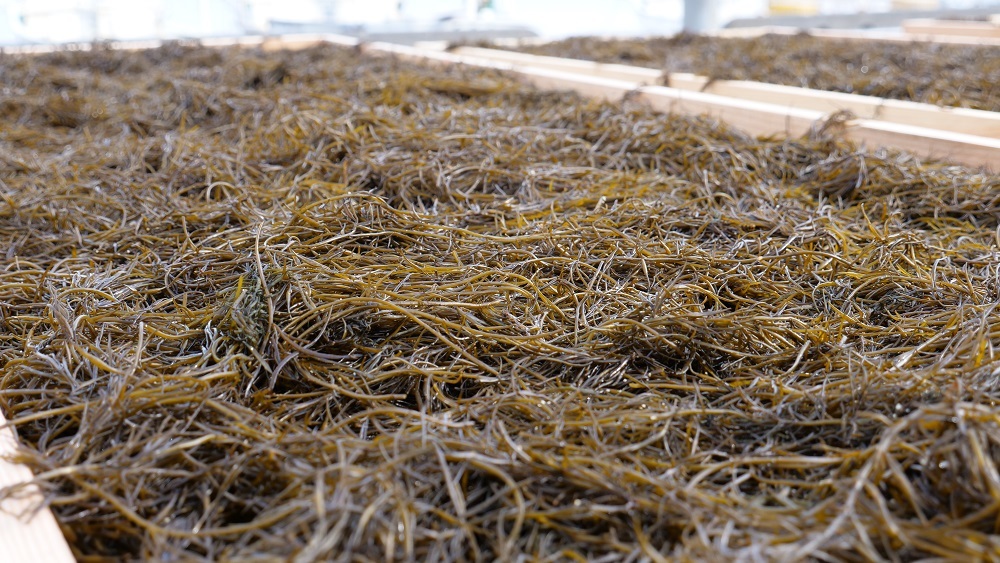 【周防大島産｜国内最高級】沖家室ひじき（２４セット）