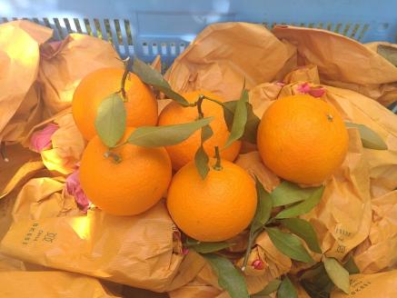 【周防大島産】せとみ（晩柑類）　5kg