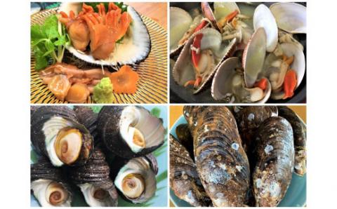 ★自宅de貝づくし★赤貝・ヒメ貝・べっぴんさざえ・瀬戸貝★周防大島の冬の貝４種詰め合わせ！【先行受付開始！2026年2月7日以降のお届け】