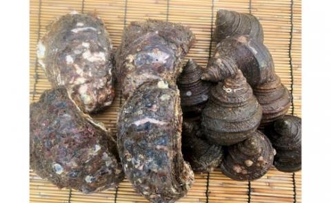 ★期間限定★周防大島バーベキューセット！天然殻付き岩ガキ6個+べっぴんさざえ1kg≪天然活≫【先行受付開始！2026年5月15日以降のお届け】