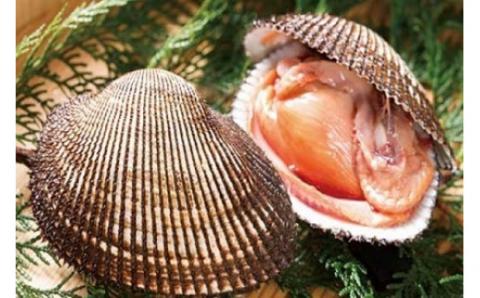 ☆冬季限定☆＜周防大島産＞天然！殻付き赤貝３ｋｇ【先行受付開始！2026年1月24日以降のお届け】