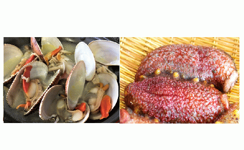 ★冬のぷち海鮮★人気の赤なまこ500ｇ+ぶちうまヒメ貝1ｋｇ★お得な2点セット【先行受付開始！2026年2月7日以降のお届け】