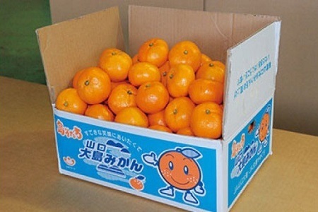 山口大島みかん（島そだち）青島