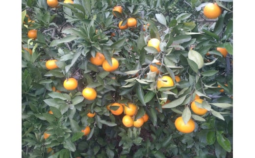 【周防大島産】石地みかん（中生種）10kg