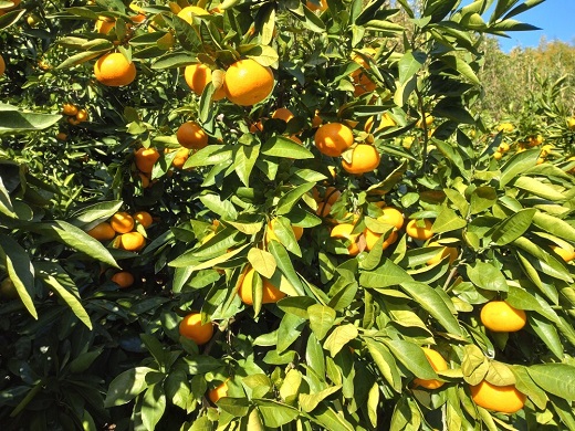 【周防大島産】大津４号（高糖系） 10kg