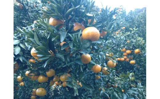 【周防大島産】太田ポンカン（晩柑類）　10kg